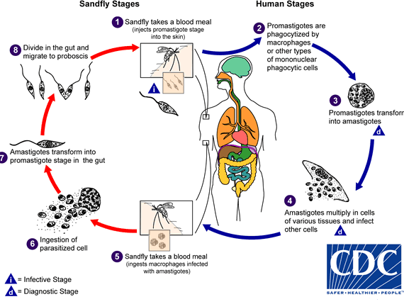 <p>IS = promastigote</p><p>vector = sandfly</p>