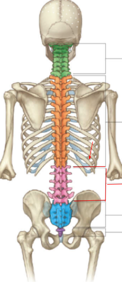 <p>What is the name of the _______section of the vertebral column?</p>