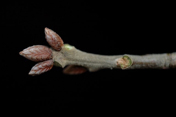 <p>pagoda shaped leaves, rough dark gray scaley cornflakes bark, fingernail sized acorn</p>
