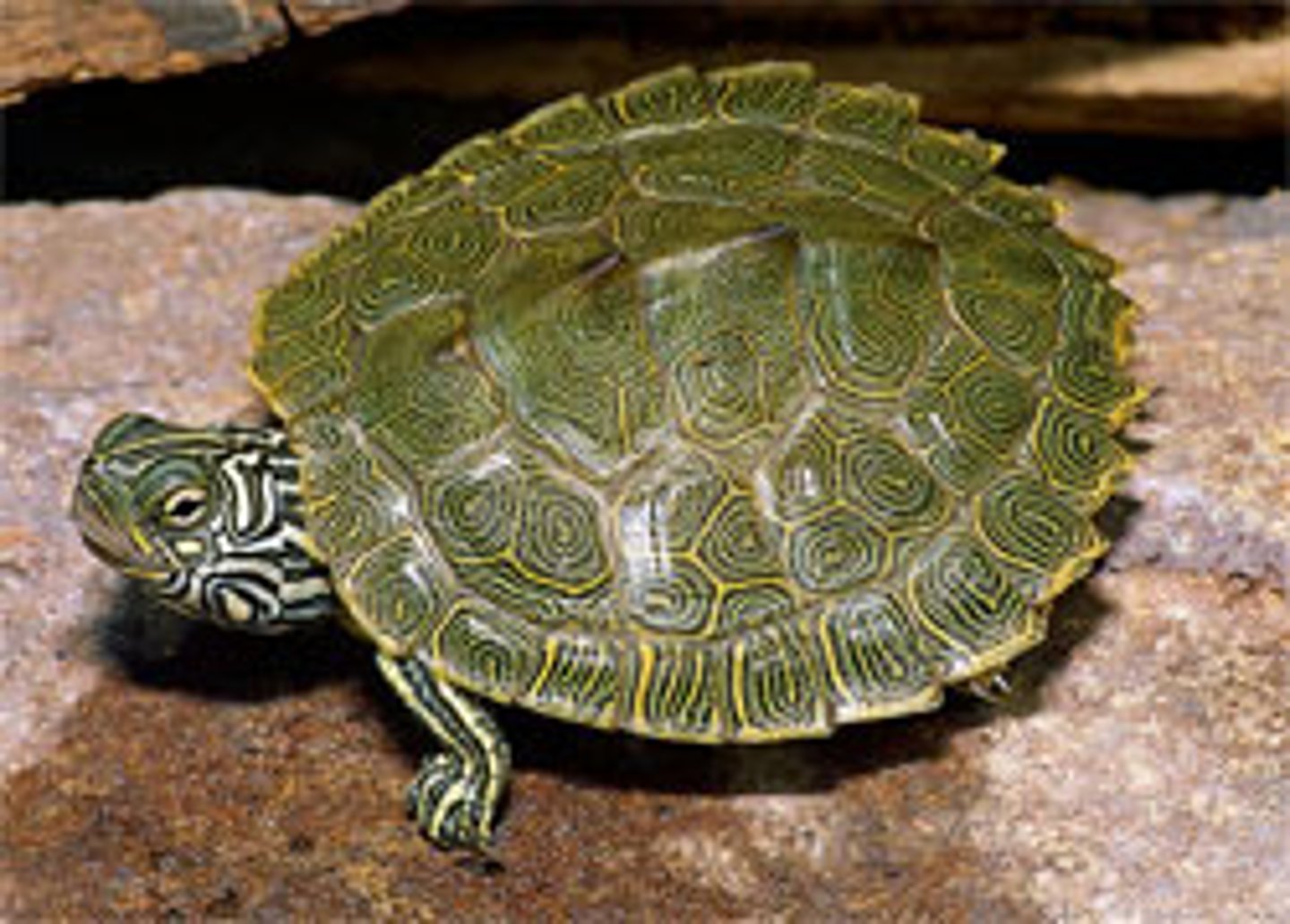 <p>(Graptemys ouachitensis)</p>
