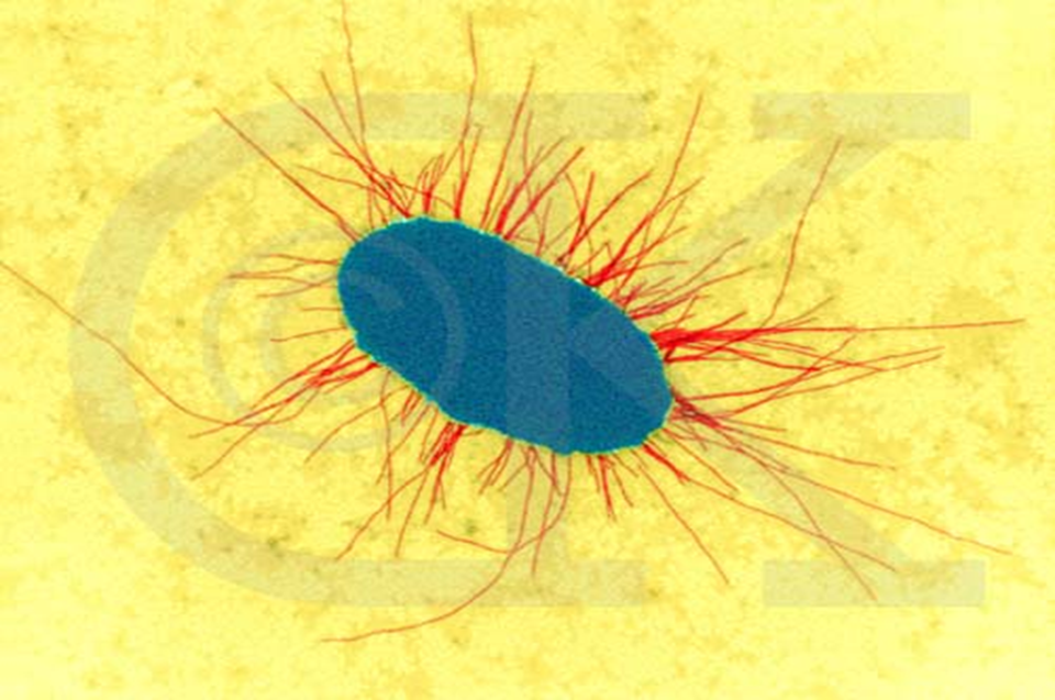 <p>short bristle like proteins projecting from the cell; enable the cell to adhere to other cells/surfaces</p>