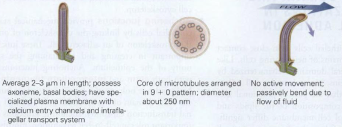 <ul><li><p><span style="font-family: "Times New Roman";"><span>Har </span><strong><span>9 + 0</span></strong><span> mikrotubuli</span></span></p></li><li><p><span style="font-family: "Times New Roman";"><strong><span>Immobile</span></strong></span></p></li><li><p><span style="font-family: "Times New Roman";"><span>Funktion: </span><strong><span>sensorik, normal vævsdannelse (celledeling og migration)</span></strong></span></p></li><li><p><span style="font-family: "Times New Roman";"><span>Findes på næsten alle eukaryote celler (typisk 1 på hver)</span></span></p></li></ul><p></p>