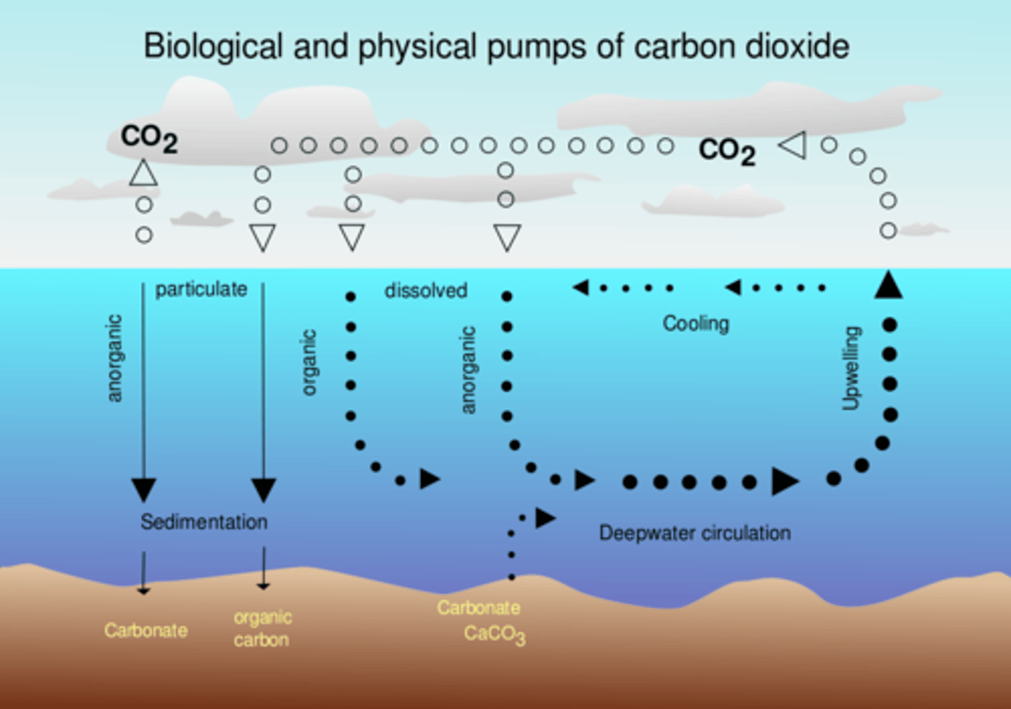 <p>Oceanic biological pumps</p>