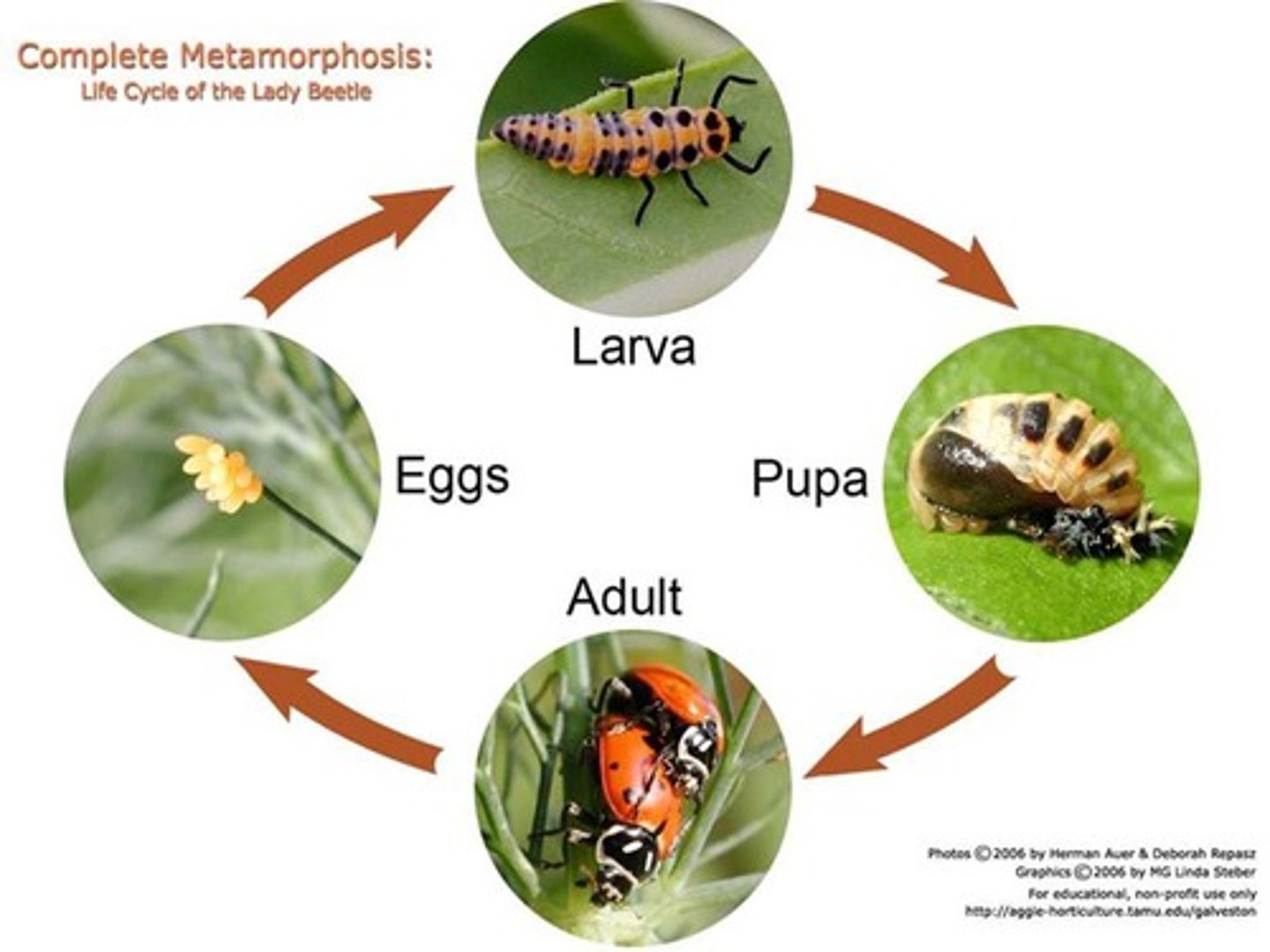 <p>Most insects undergo a transformation in appearance known as...</p>