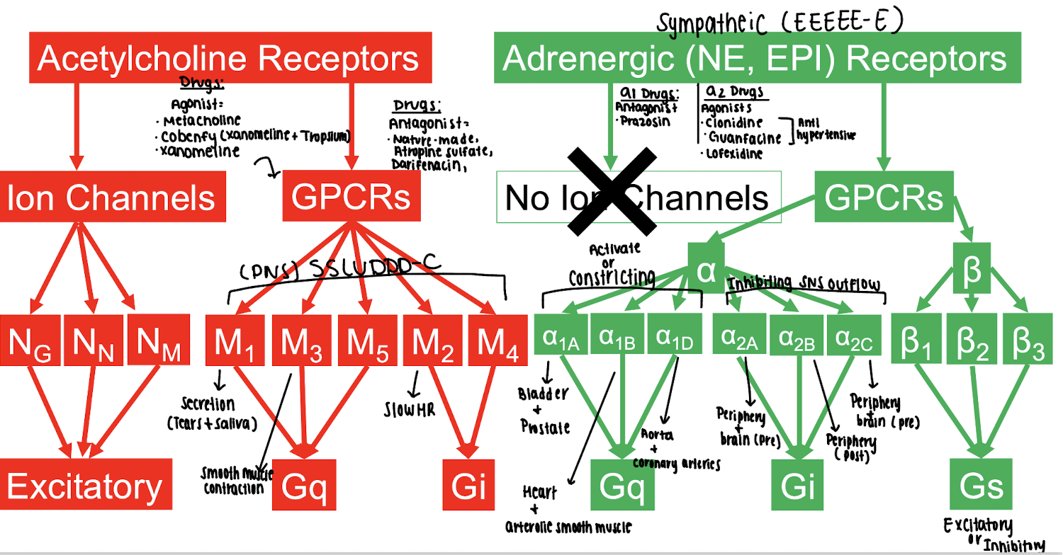 <p>α2B receptor: (SNS)</p>