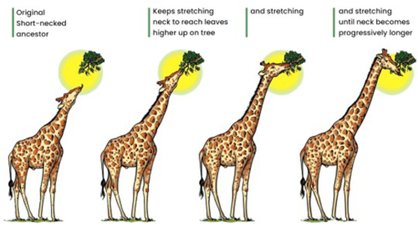 <p>Animals develop structures and organs they need to adapt to the environment</p><p>These structures and organs are passed on to its offspring</p><p>Use IT or Lose IT</p>