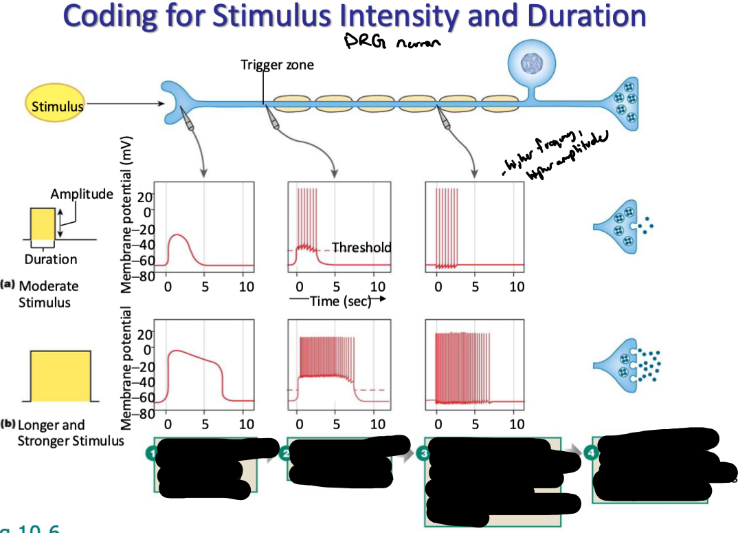 <p>use the diagram to explain how coding for stimulus intensity and duration occurs as signals propagate through DRG neurons</p>