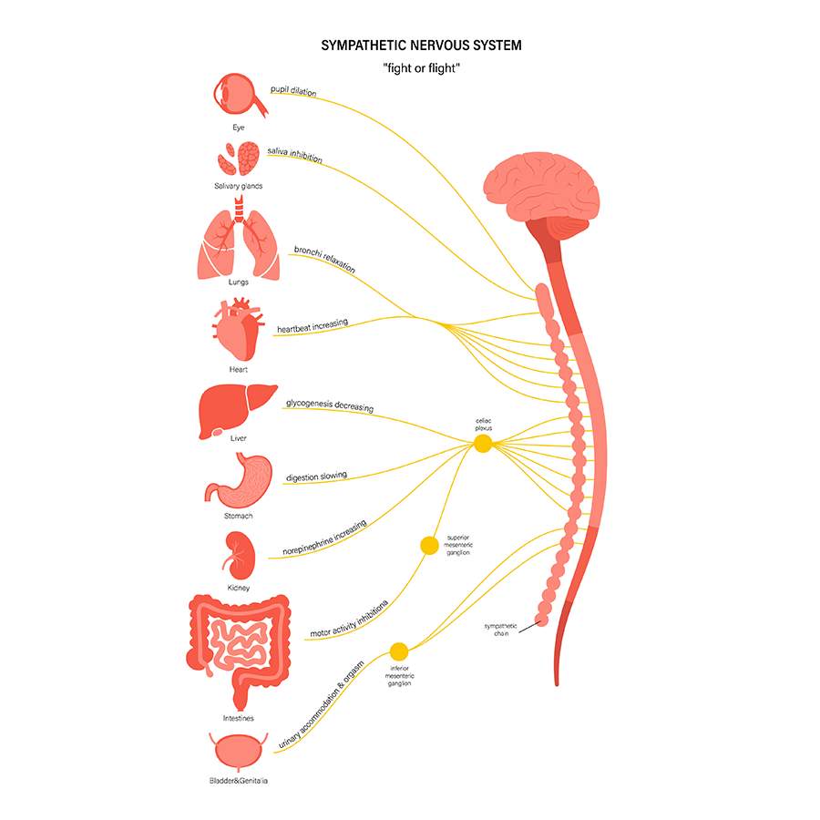 <p><span><span>The first division, which controls our “fight or flight” response. This is where the body is signaled into action, such as by creating an acceleration in heartbeat and respiration.&nbsp;</span></span></p>