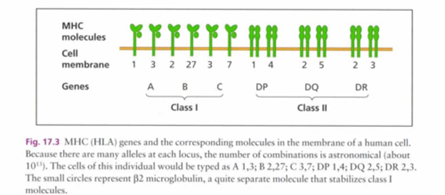 <p>Codominantly</p><p>Both maternal and paternal MHC genes are expresed in offspring (haplotype)</p>