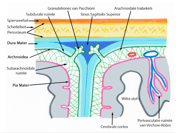 <ul><li><p>dik &amp; stevig vlies</p></li><li><p>uit dens fibreus bindweefsel (dens collageneus bindweefsel)</p></li><li><p>craniale dura mater: onmiddellijk tegen periost van schedel</p></li><li><p>veneuze sinussen</p><ul><li><p>= ontdubbelingen van dura mater, afgelijnd door endotheel</p></li><li><p>hierin: veneuze bloed van schedelholte verzameld</p></li><li><p>uitstulpingen van arachnoidea in sinussen</p><ul><li><p>= arachnoïdale villi (villi arachnoidales)</p></li><li><p>vooral bij oudere mensen prominent &amp; macroscopisch zichtbaar in sinus sagittalis superior</p><ul><li><p>= granulationes arachnoidales (granulaties) van Pacchioni</p></li></ul></li></ul></li></ul></li><li><p>in wervelkanaal: tussen dura mater in periost van wervels een ruimte</p><ul><li><p>= epidurale ruimte</p></li><li><p>bevat talrijke venen (epidurale veneuze plexus) &amp; verder gevuld met losmazig bindweefsel &amp; vetweefsel</p></li></ul></li><li><p>spinale &amp; craniale dura mater: gescheiden van arachnoidea door smalle (virtuele) subdurale ruimte</p><ul><li><p>tegen subdurale ruimte aan: dura mater wordt afgelijnd door dunne laag afgeplatte plaveiselvormige cellen</p><ul><li><p>= meningotheelcellen</p></li></ul></li></ul></li></ul><p></p>