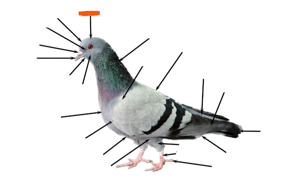 term image