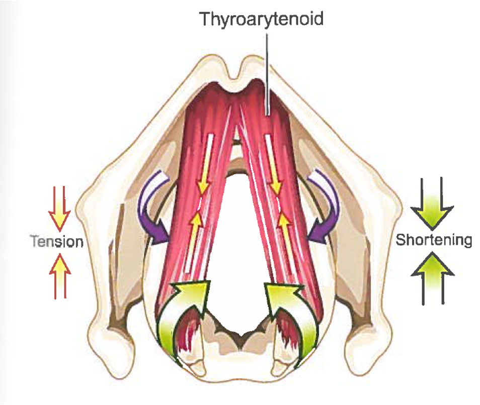 <p>Thyroarytenoid (TA) origin:</p>
