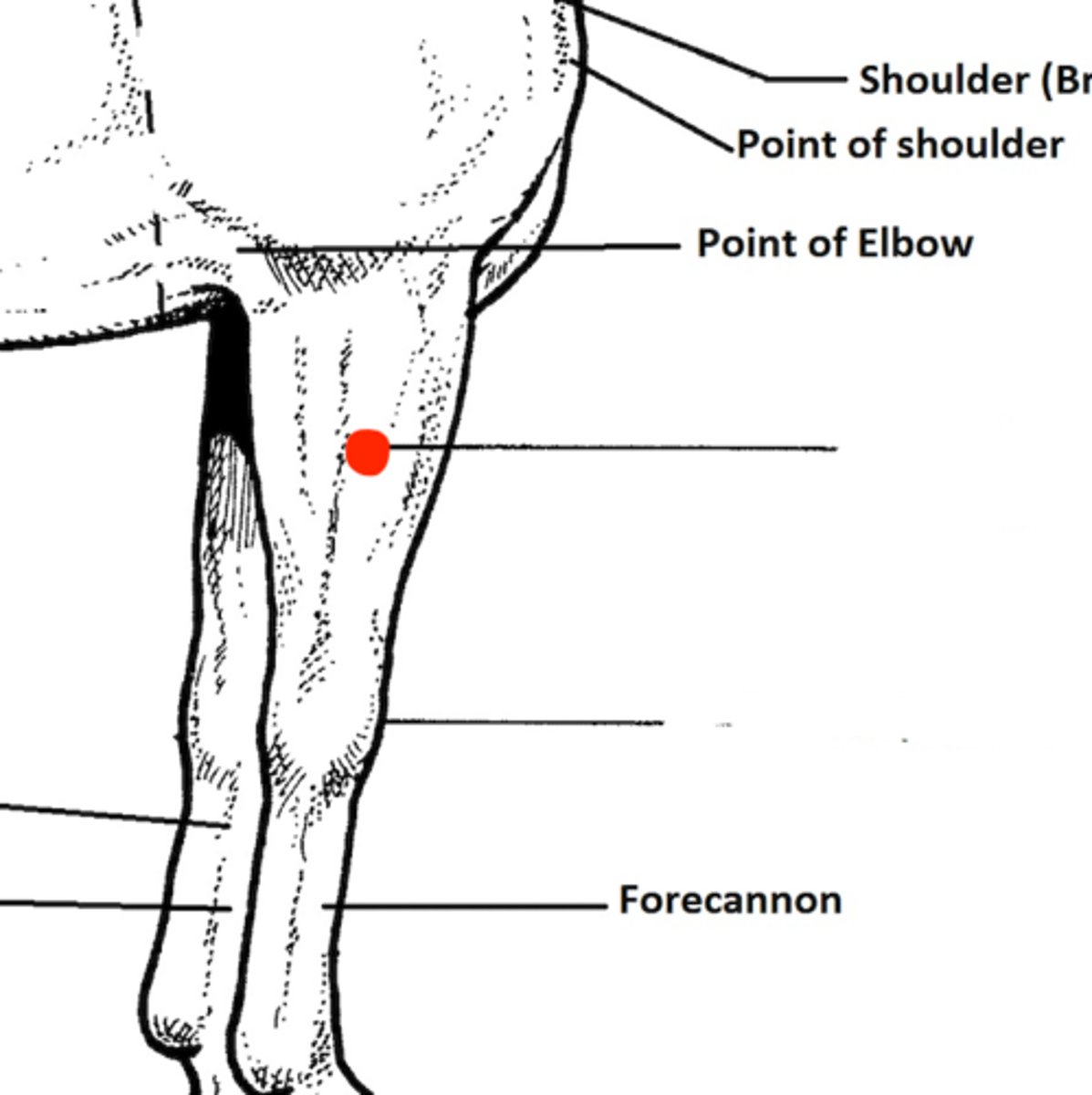 <p>Identify the structure marked by the red dot</p>