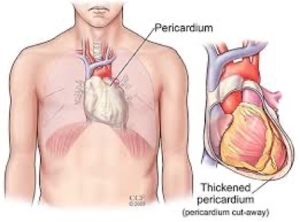 <p>Function of the pericardium</p>