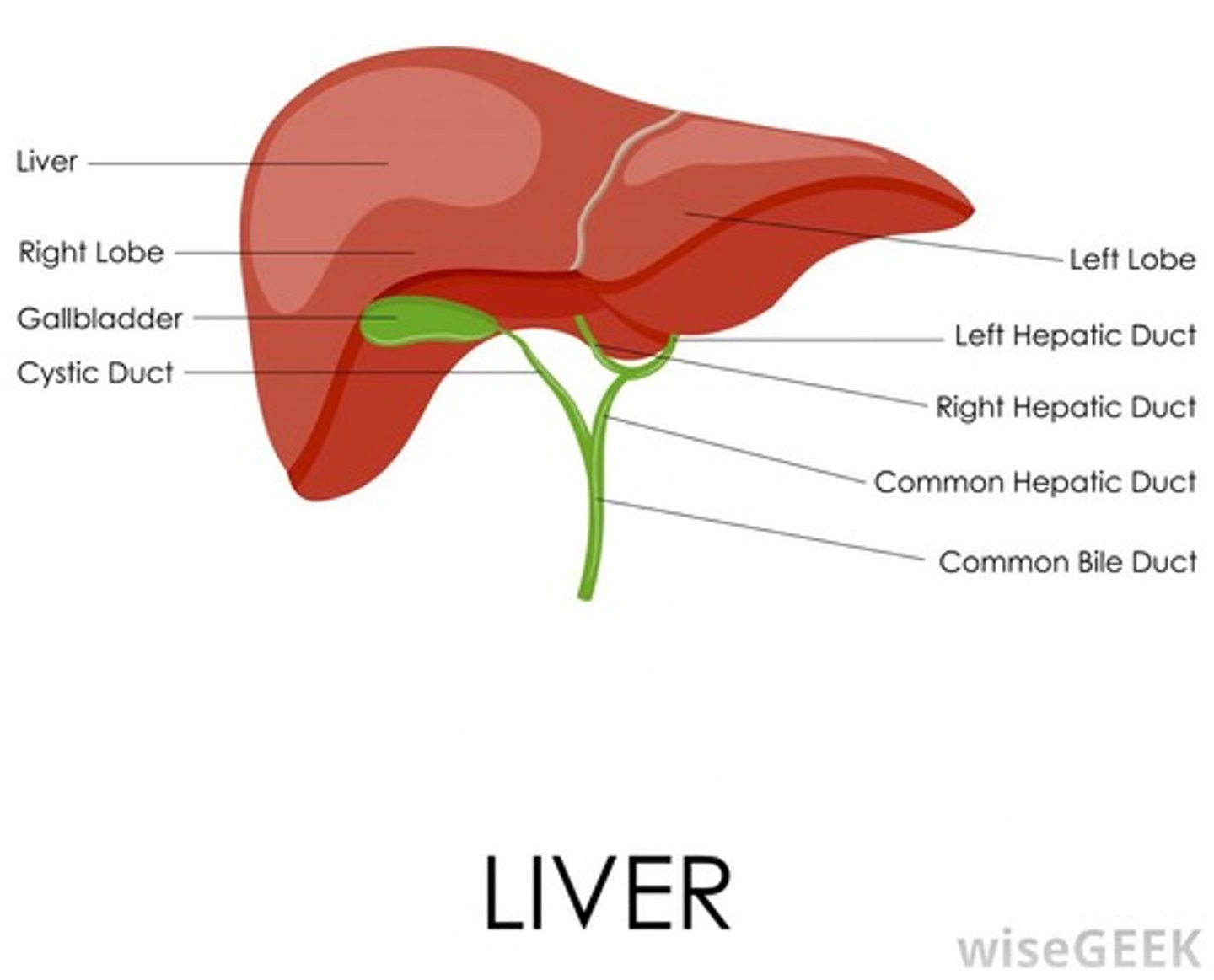 <p>(C) Liver</p><p>Angiotensinogen is produced in the liver.</p>