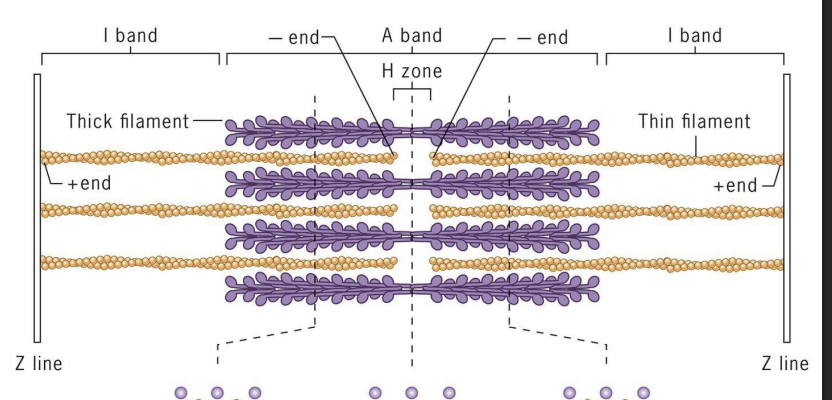 <p> thin (actin) filaments only. </p>