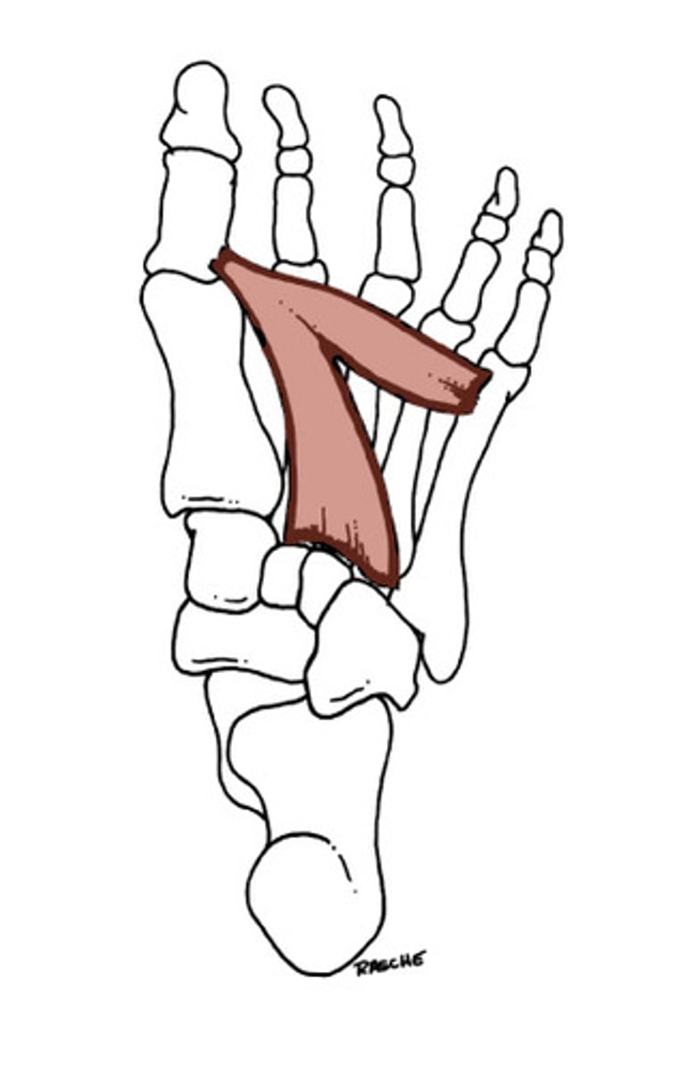 <p>Adduct digit 1 at MTP joint</p>