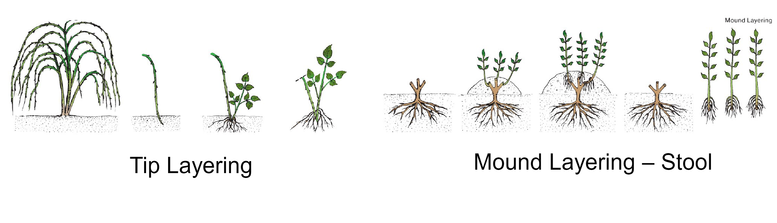 <p><span style="font-family: sans-serif">Propagation technique where roots are formed prior to the stem being removed from the parent plant. also can be done with air layering. must form adventitious roots. </span></p>