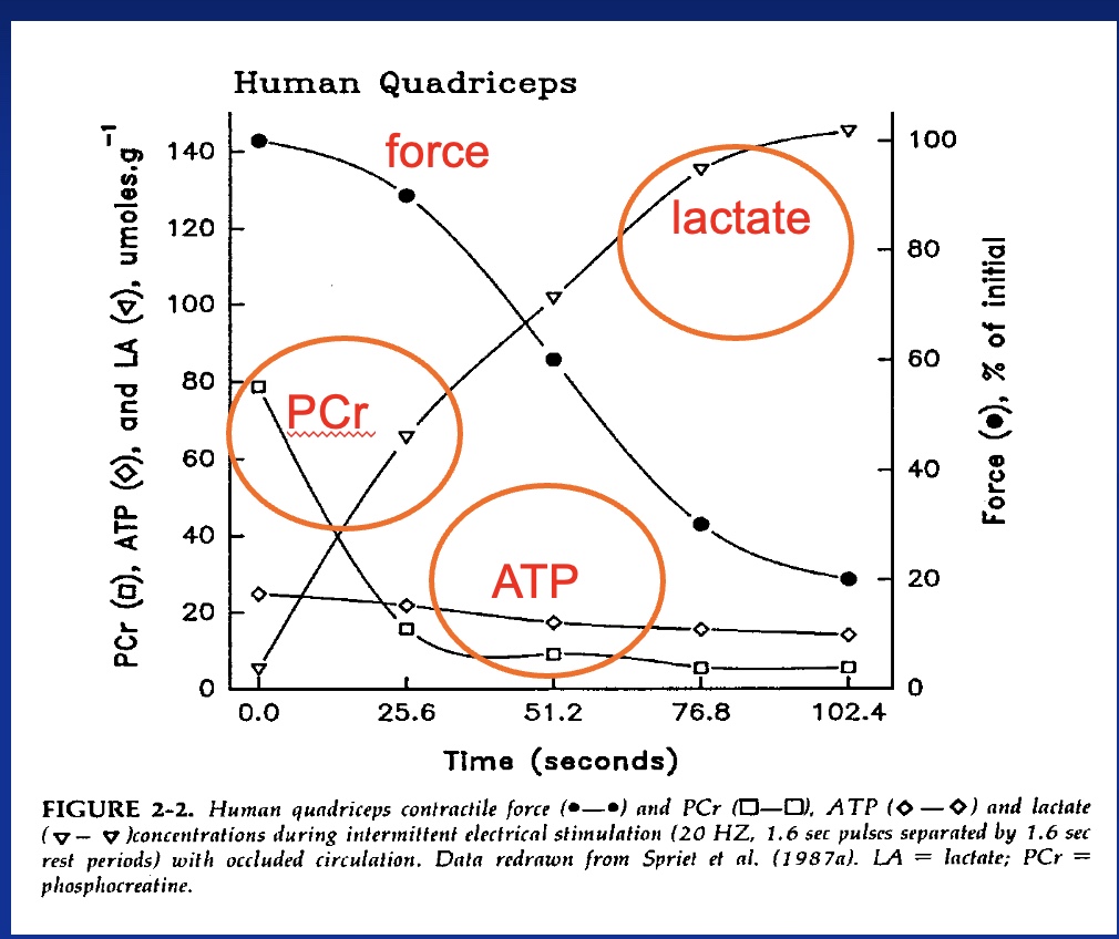 <p>-Force down</p><p>-PCR down</p><p>-ATP down (usually constant)</p><p>-lactate up</p><p>*study: stop blood flow than used electrodes to contract muscles</p>
