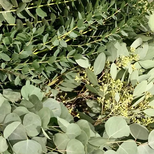  ( All of the leaves are from the same type of plant ;) )