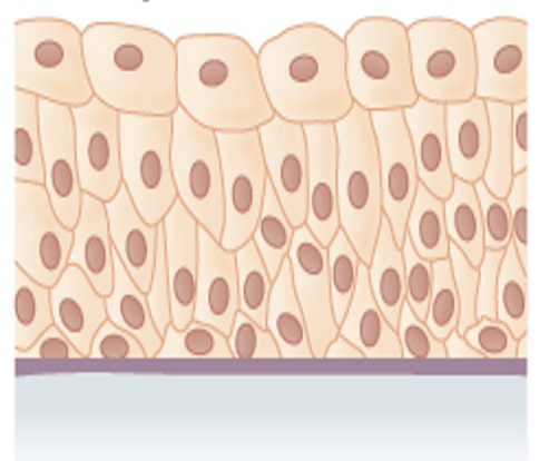 <p>Line the bladder, urethra, and the ureters</p>