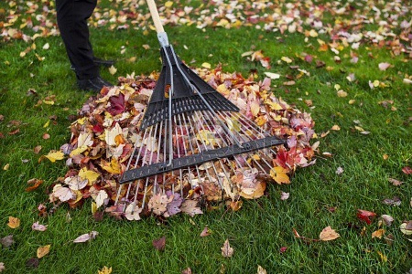 <p>to rake leaves</p>