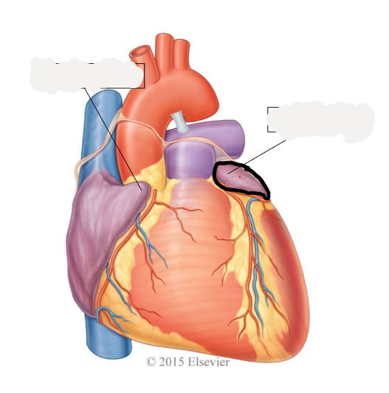 <p>receives oxygenated blood from 2 right and 2 left pulmonary veins</p>