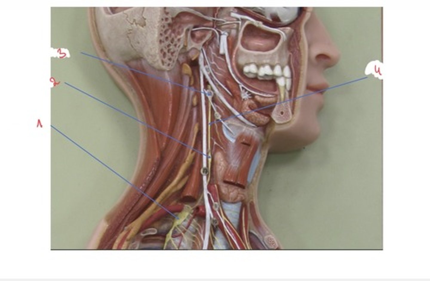 <p>Wat wordt er aangeduid met 3</p>