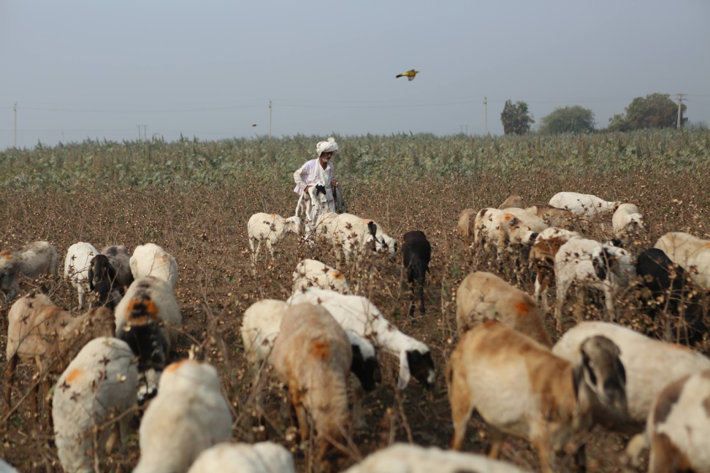 <p>Pastoralism</p>