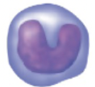 <p>name, amount in blood, function</p>