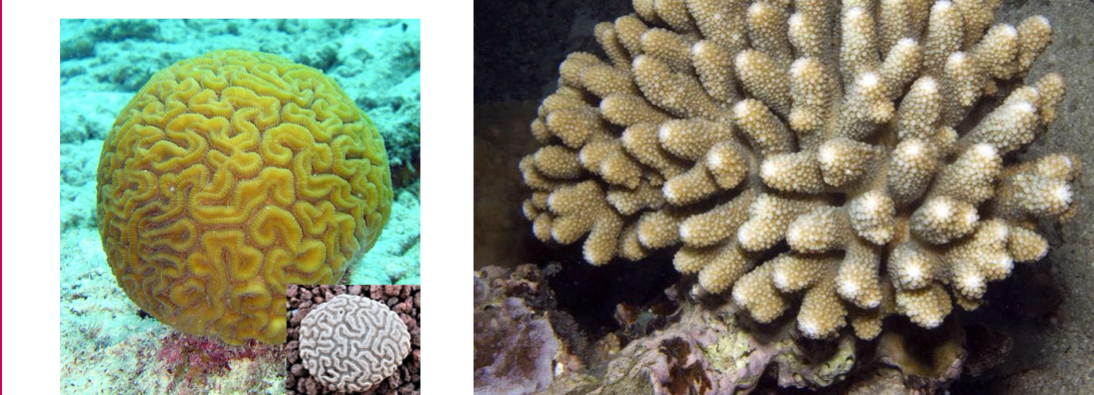 <p>Identify the pictured organism</p>