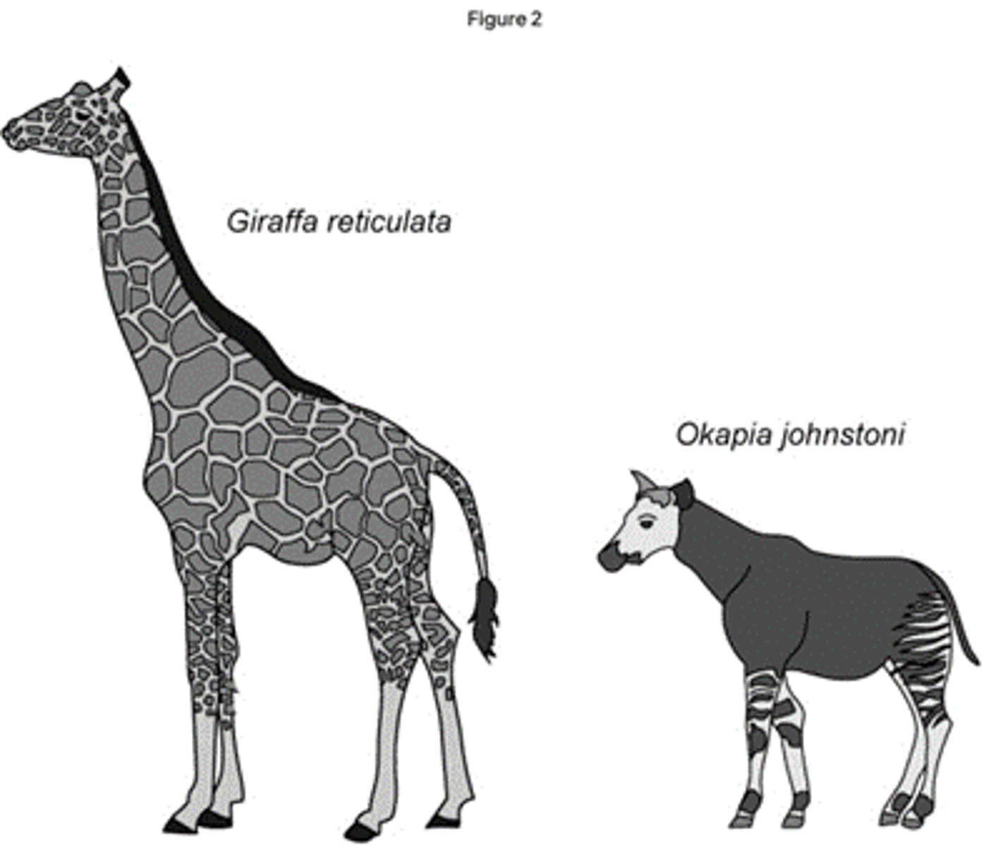<p>The okapi has has its classification changed because:<br>Morphologically similar to zebra / classification used to be based on physical characteristics/appearance; <br>Classification now based on DNA evidence; <br>Okapi shares more DNA similarities with giraffe than zebra.</p>