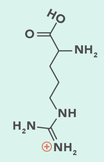 <ul><li><p>Positively Charged (Basic)</p></li></ul><p></p>