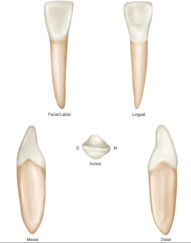 <p>What is this tooth ?</p>