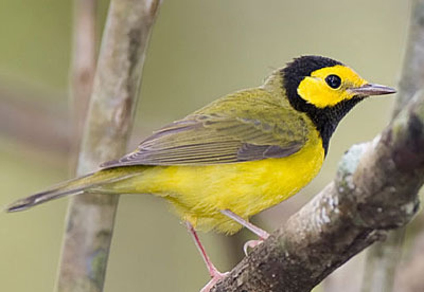 <p>Passeriformes</p><p>Yellow framed in black hood, yellow belly, olive above</p>
