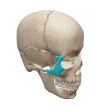 <p>What Facial Bone is this?</p>