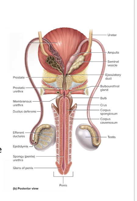 <ul><li><p>Single gland</p></li><li><p>Surrounds urethra and ejaculatory duct just below the bladder </p></li><li><p>Empty through about 20 pores in the prostatic urethra</p></li><li><p>Thin milky secretion forms 30% of semen</p></li></ul><p></p>