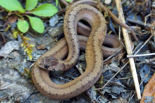 Dekay's Brownsnake