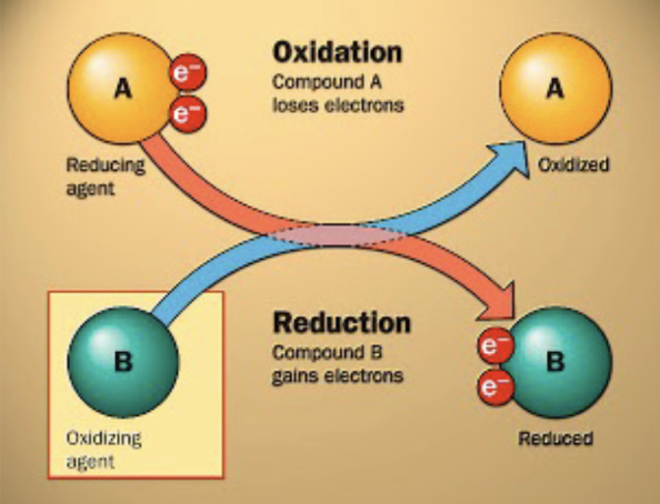 <ul><li><p><span style="background-color: transparent;"><span>Electrons are typically transferred as ________ in redox reactions</span></span></p></li><li><p><span style="background-color: transparent;"><span>(_) change of G = gives energy</span></span></p></li><li><p><span style="background-color: transparent;"><span>(_) change of G = requires energy</span></span></p></li><li><p><span style="background-color: transparent;"><span>Oil RiG</span></span></p></li><li><p><span style="background-color: transparent;"><span>Oxidation: ________ # of C-X bonds, increased oxygens or double bonds</span></span></p></li><li><p><span style="background-color: transparent;"><span>Reduction: ________ # of C-X bonds, decreased oxygens or double bonds</span></span></p></li></ul><p></p>