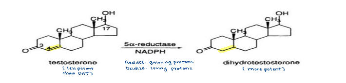 <p>5-Alpha-reductase </p>