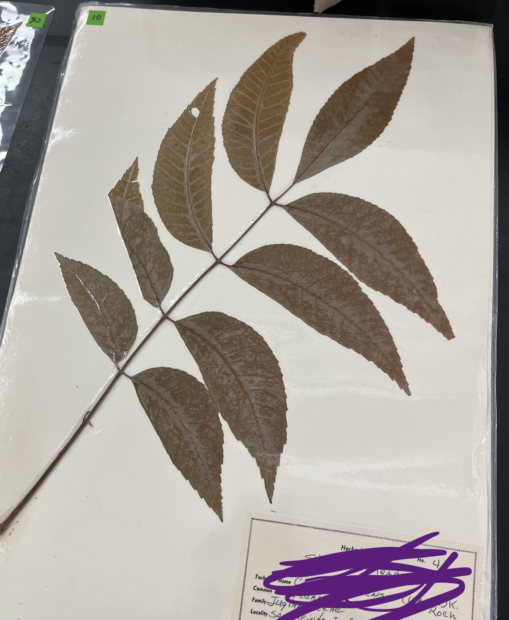 <ul><li><p>what herbarium is this?</p></li><li><p>common name?</p></li></ul>