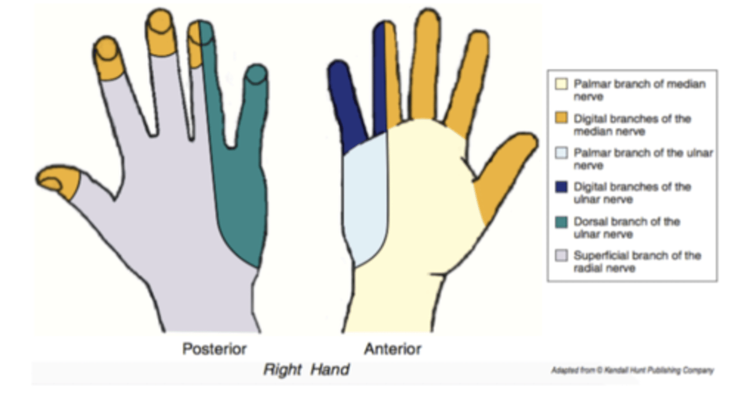 <p>lateral 3.5 digits anteriorly and their tips posteriorly.</p><p>(orange in diagram)</p>