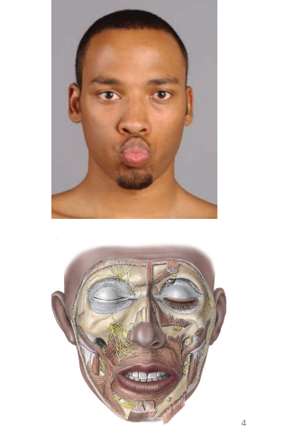 <ul><li><p>orbicularis oris muscle</p></li><li><p>connective tissue</p></li><li><p>skin</p></li><li><p>numerous sensory receptors and blood vessels (hence red color)</p></li></ul><p></p>