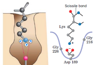 <p>what type of binding is this</p>