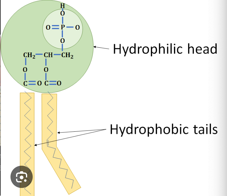 <p>water loving, dissolved in H<sub>2</sub>0</p>