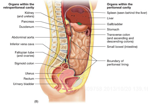 <p>the organs that are posterior to the peritoneal cavity which includes the kidneys, adrenal glands, sex organs, bladder, part of the colon and pancreas</p>