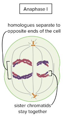 <ul><li><p>Homologous chromosomes separate and are pulled to opposite sides</p></li><li><p>Spindle fiber shortens </p></li></ul>