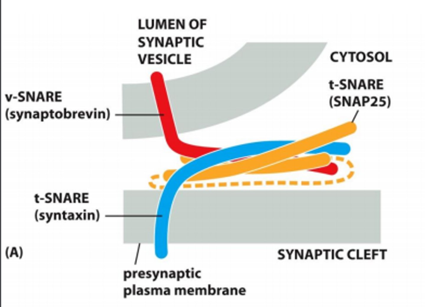 <p>b) They are responsible for the fusion of synaptic vesicles with the presynaptic membrane</p>