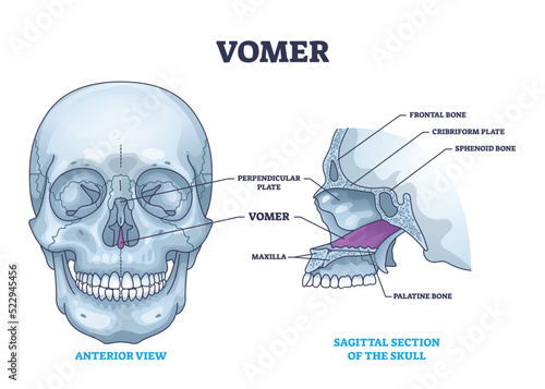 <p>Forms inferior portion of nasal septum</p>