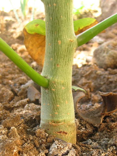 <p>supporting structure of a plant that connects roots and leaves and carries water and nutrients between them</p>